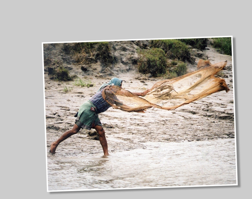 Fiske med kastnät Sunderbans Bangladesh